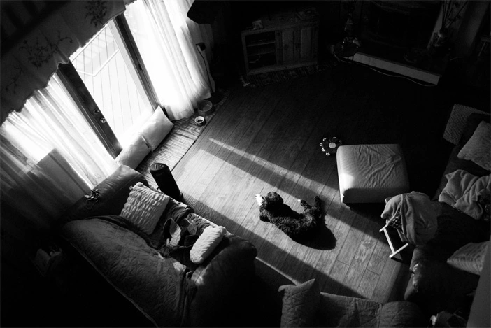 Black and white photo showing a living room from above. A dog sits in the middle of the room on the floor.