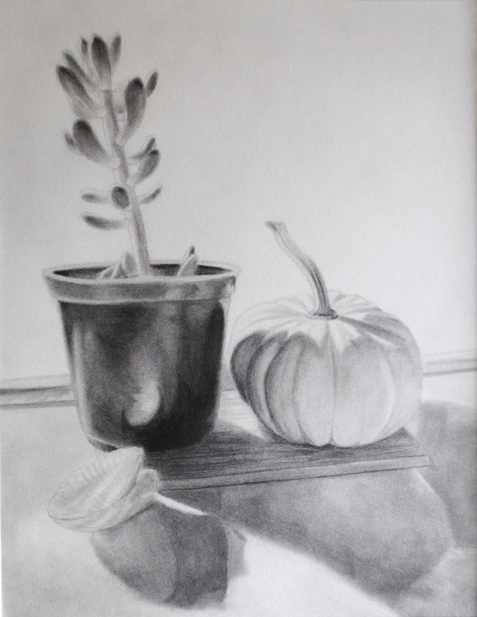 Still life drawing of plants and one shell